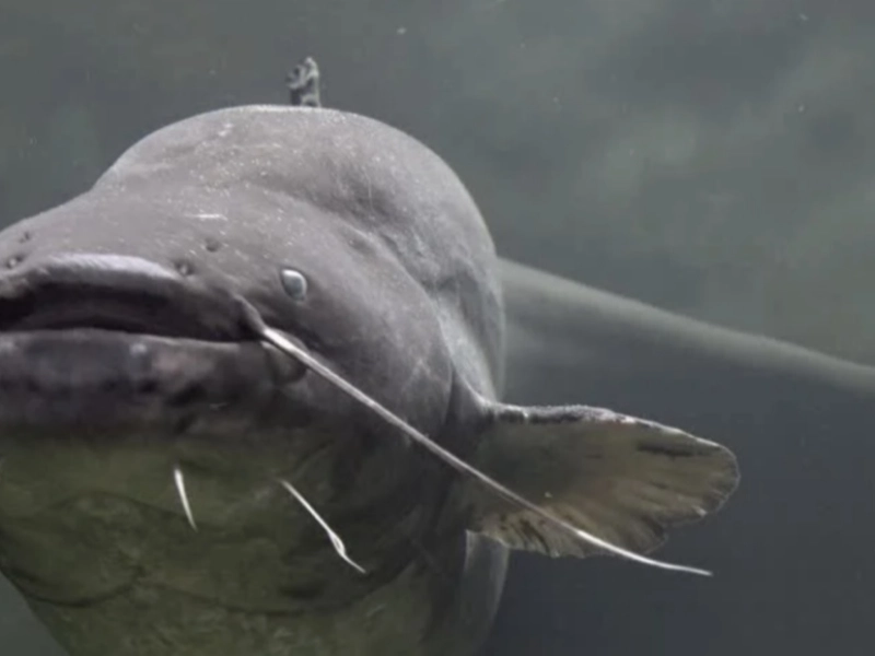 Fisherman Catches Huge Fish – But Then He Makes An Unusual Discovery ...